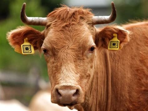 rfid chip cattle|livestock tagging system.